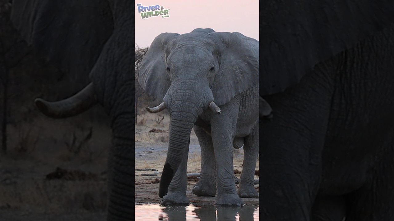 Bull Elephant Stares Down Lions! Kids Safari Adventure!