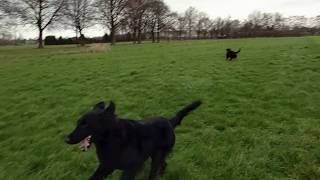 Patterdale Pup 7 Months Vs Flat Coated Retrievers Fell Terrier Bsl Estacado Paly Runrough House