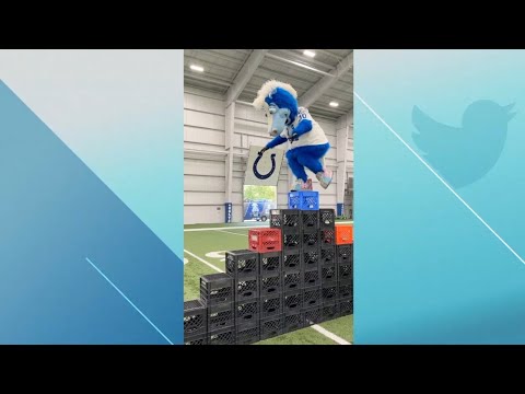 Indianapolis Colts mascot Blue crushes milk-crate challenge with seven-high stack