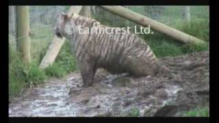 Dirty wet cat bums and more mud.avi