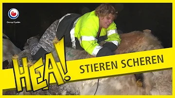 HEA! Stieren scheren