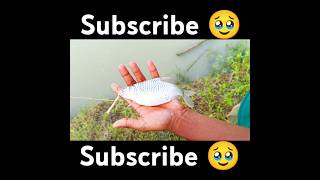 কঞ্চির ছিপে কি মাছ পেলাম ❤️🐟(149) village hook fishing video ll best fishing video ll