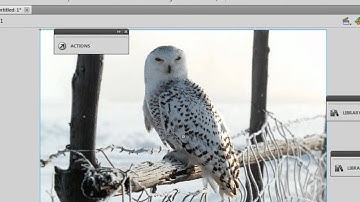 3 lines actionscript code firing off a flash cs 5.5 picture Gallery  !!