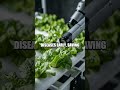 AI Behind the Tall Green Skyscrapers Smart Vertical Farms in the City