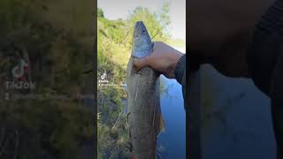 сибирский таймень! рыбалка на тайменя! Siberian taimen! fishing for taimen!