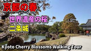 京都の春】世界遺産・二条城の桜が美しすぎた｜春の絶景散歩｜[Spring