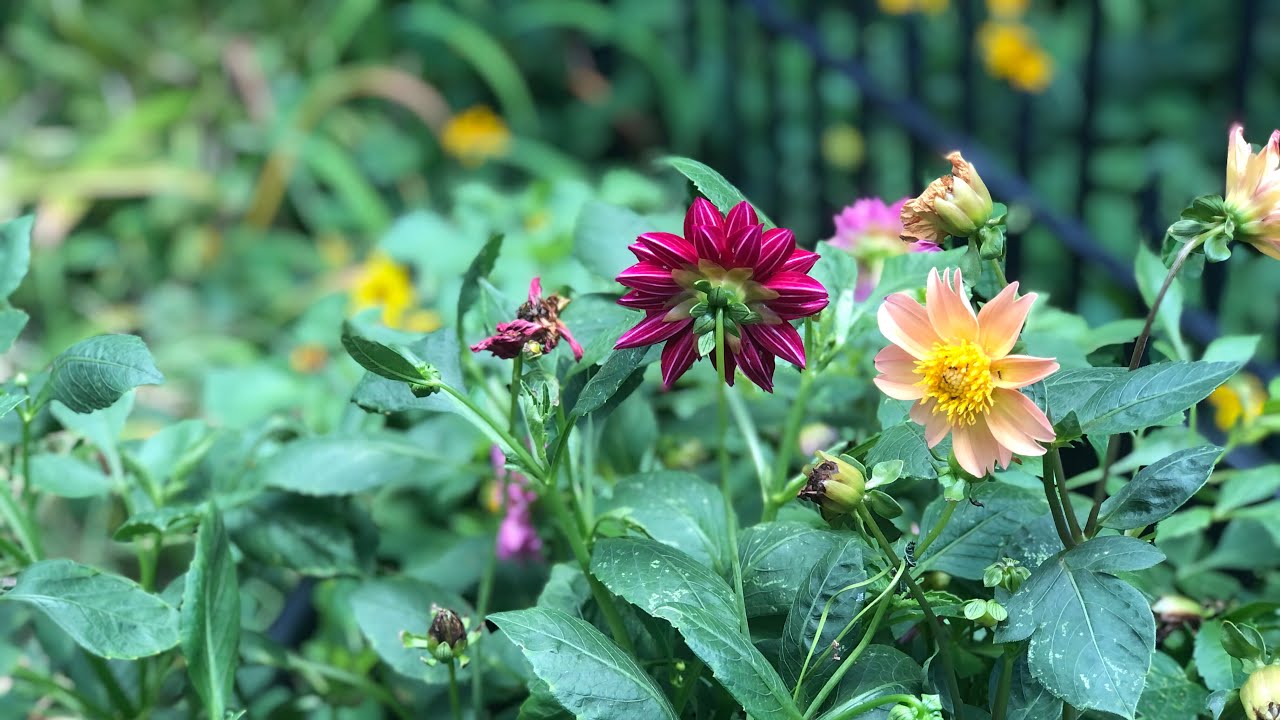 High Heat Survival Tips For You And Your Garden.