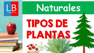 TIPOS de PLANTAS para niños ✔👩‍🏫 PRIMARIA