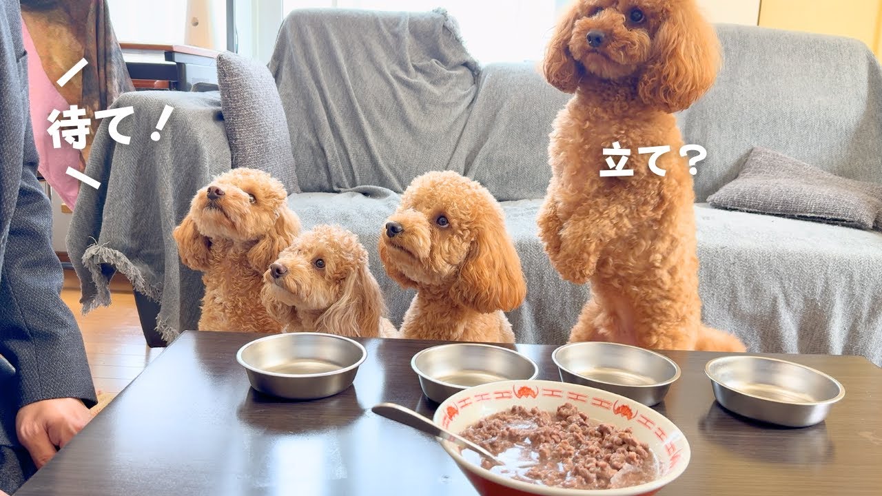 「待て」と「立て」を聞き間違えた犬【多頭飼い】