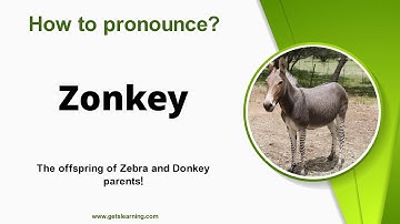 How to pronounce Zonkey in English correctly