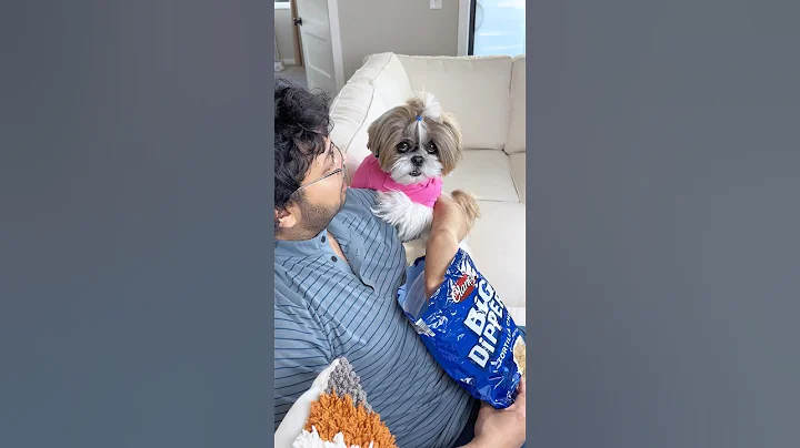 You can’t escape 🚫⛔️ #murphyandfamily #shihtzu #200k