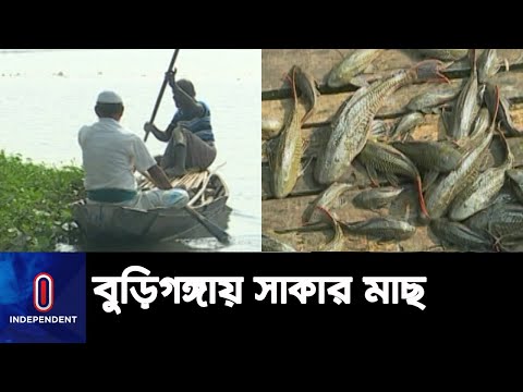 ভিডিও: কালো মাছের বর্ণনা