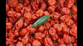 How This Guy Made the World's Hottest Peppers