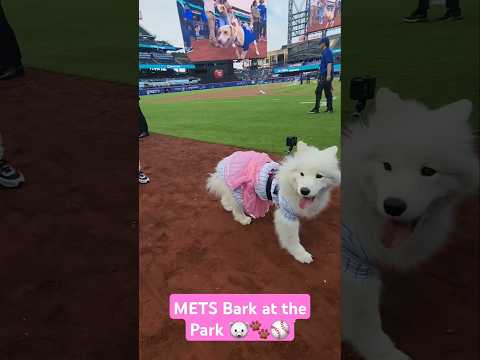 Ripley The Cottonball - @mets  Bark at the Park 🐻❄️⚾#mets #dog #dogsofinstagram #shorts #reels