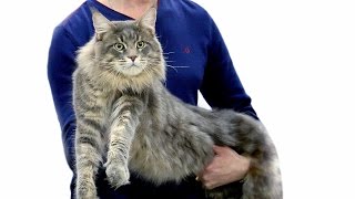 Лучшие породистые коты и кошки России. Выставка кошек #5: Зрительские симпатии Лучшие породистые коты и кошки России. Выставка кошек #5: Зрительские симпатии