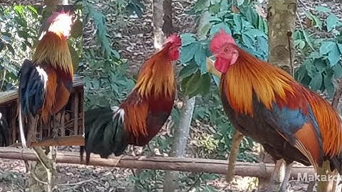 qaib dib thiab qaib qus f3 qua siv tau 02054447366 (3.12.2021)