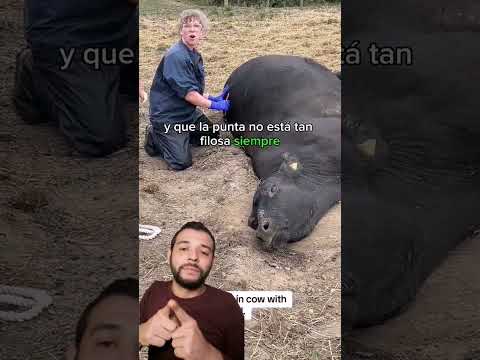 timpanismo extremo ☠️🐂