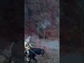 Si t’en a marre de perdre les courses de chevaux ce tuto est fait pour toi !🐴