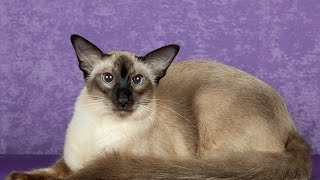 Балинезийская кошка - умна и любопытна Балинезийская кошка - умна и любопытна