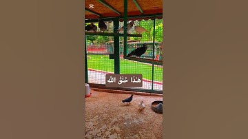 هَـٰذَا خَلْقُ اللَّهِ #سورة_لقمان#قران_كريم #قرآن #طيور #الدوسري #عصافير#طبيعة