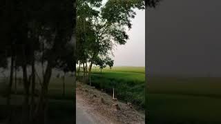 #bikelover #bikeride #bikerider #bikeriding #paddyfields #naturelovers #nature #guskara