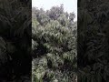 lychee tree 🌲