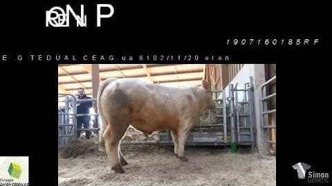NERON P 7091 par Simon Genetic