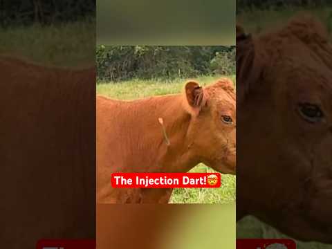 This Injection Method Saves Vets From Getting Hurt #safety #animals #shorts