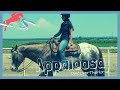 Riding a world champion appaloosa stallion  discoverthehorse  episode 2