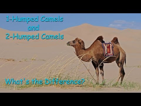 Video: Rozdíl Mezi Camel A Dromedary