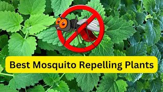 Best Mosquito Repelling Plants || #indoorplants #mosquito by nsfarmhouse 168 views 7 months ago 1 minute, 56 seconds