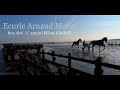 Ecurie arnaud morin   trotteurs entranement  horse harness racing brittany