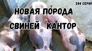 видео: Породы свиней на нашем хозяйстве (пьетрен, дюрок, кантор, пьетрен-макстер, КБ, ландрас). картинка: Породы свиней на нашем хозяйстве (пьетрен, дюрок, кантор, пьетрен-макстер, КБ, ландрас).