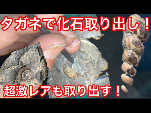 Extracting a valuable fossil with a thin chisel❗️Hokkaido's