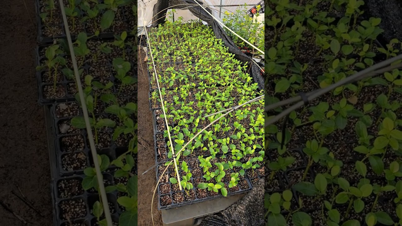 완전초짜농부 구독  무럭무럭 자라는 황금사철 묘들 매년 변하는 묘목들이 성장하면 초짜농부도 성장하겠지요 