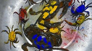 Thảo cady bắt các con vật nhuộm màu trong sân, con cua, cá vàng, cá koi, cua -Part228