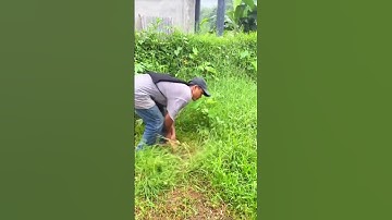 super fast grass cutting skills using a super sharp sickle #skills #satisfying #shorts