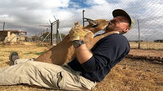 African Caracal Plays With Tennis Ball & Human Before His Release Into Wild  |  Scratch The FLOPPA