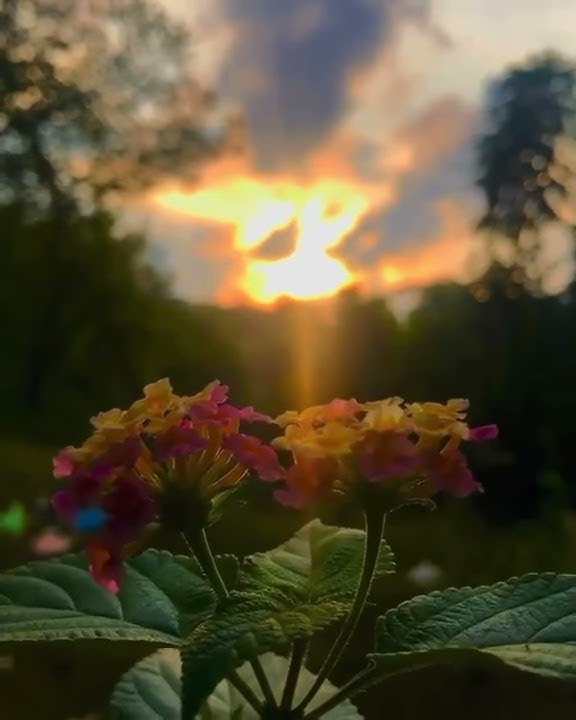 Story WA Senja | Sunset | Sunrise