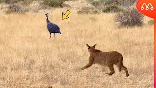 Karakal Ana Tavuklarina Saldirdiğinda