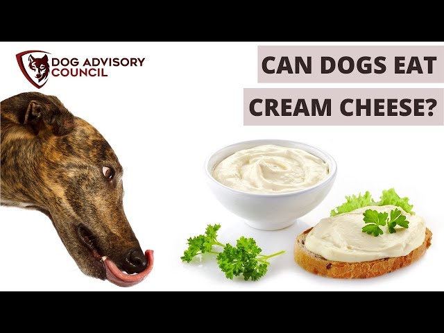 Dog Guide: Is Cream Cheese Safe for Dogs? 3 sddefault