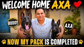 AXA IS FINALLY HERE! ❤️ | MY PACK IS COMPLETE! 🐾| @AUverse1 AXA IS FINALLY HERE! ❤️ | MY PACK IS COMPLETE! 🐾| @AUverse1