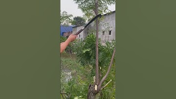 Tôi làm con dao quắm phát rẫy bằng thép mắt xích xe tăng chặt cây như chặt chuối vậy