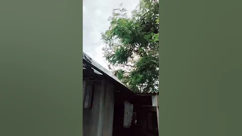 Why are these monkeys stealing from tourists? | World's Sneakiest Animals | baby monkey #shorts