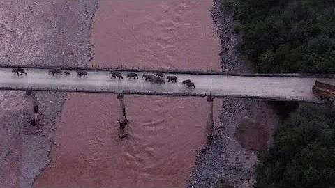 China's wild elephants approaching home - DayDayNews