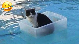 When the startled dog and cat fell into the water  New Funny Animals