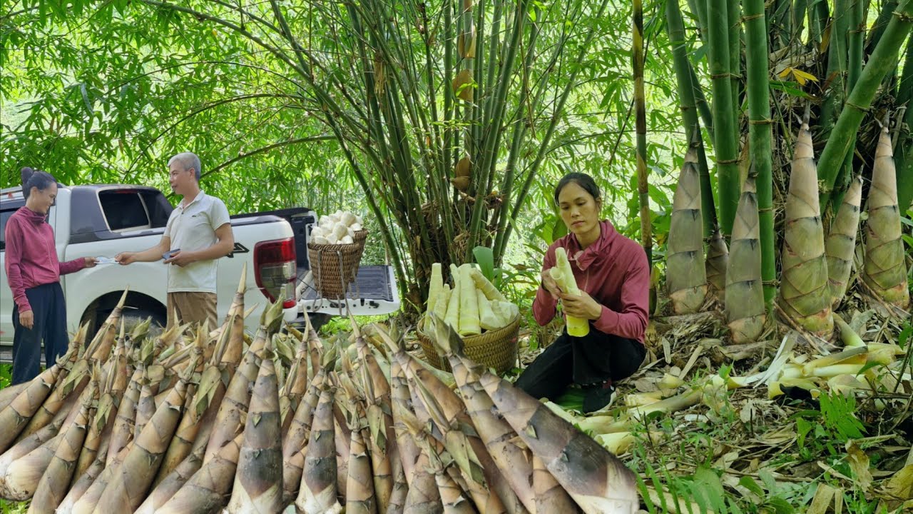 Big harvest – I earned over $500 from selling specialty bamboo shoots to traders.