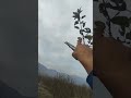 Pruning on seedling apple tree 2022