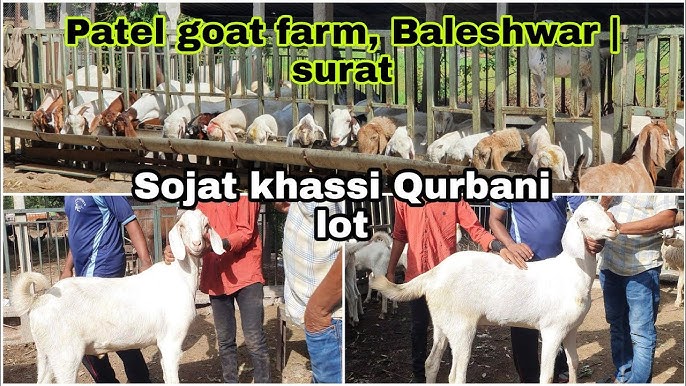 Kaltak mushuk ichida qattiq sikiladi