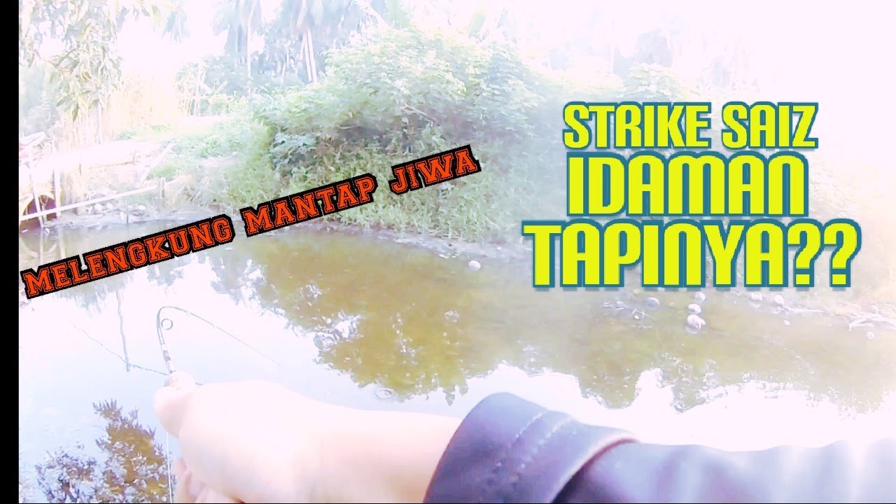 repeat spot saiz idaman/haruan gabus